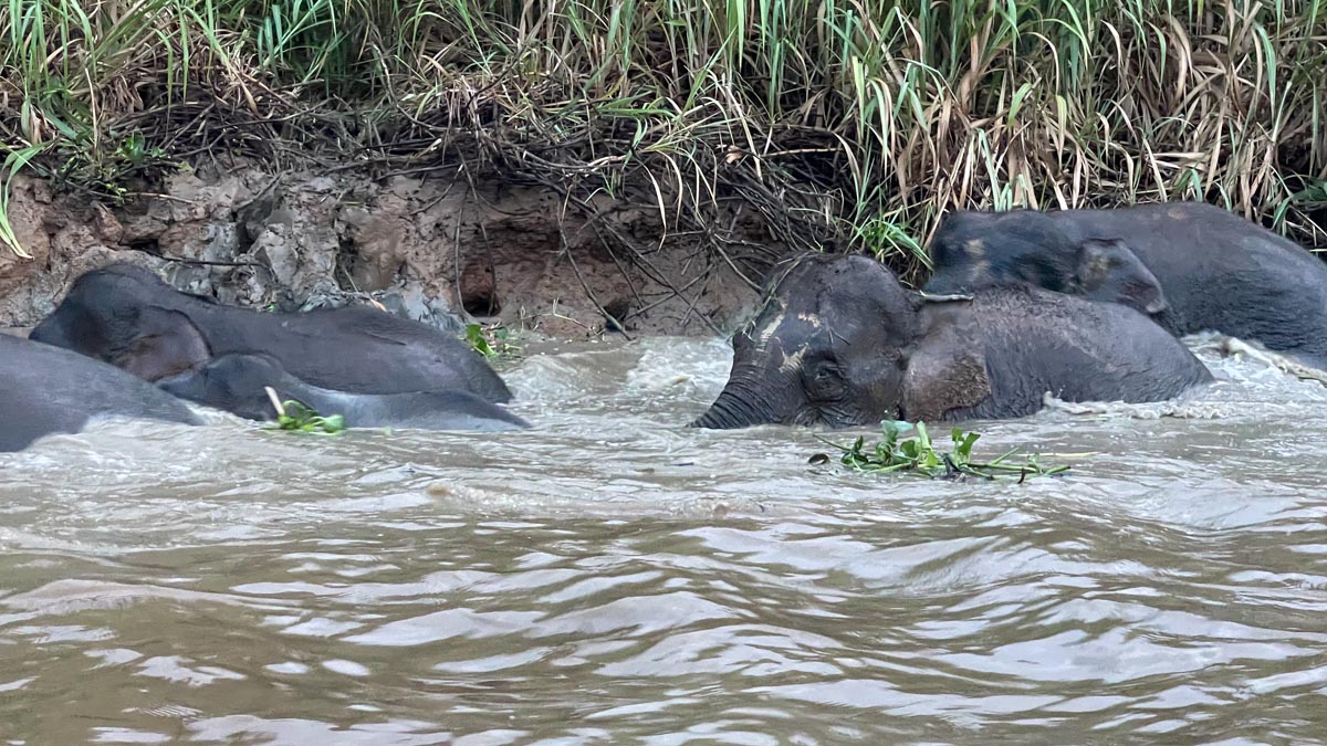 elephants in a river