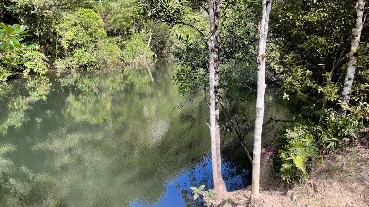 a body of water with trees and bushes