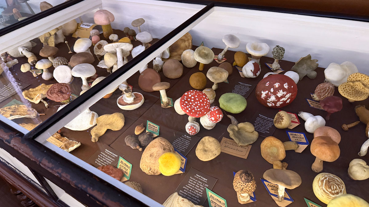 a display of mushrooms in a glass case