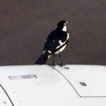 BOEING: Bird strikes, smoke and the cabin air problem that won’t go away