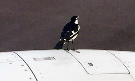 BOEING: Bird strikes, smoke and the cabin air problem that won’t go away