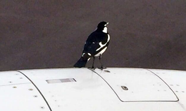 BOEING: Bird strikes, smoke and the cabin air problem that won’t go away